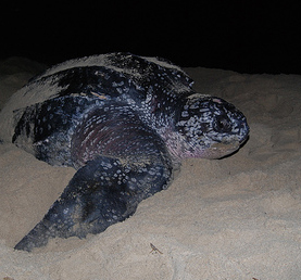 Leatherback Turtle at Playa Grande Costa Rica