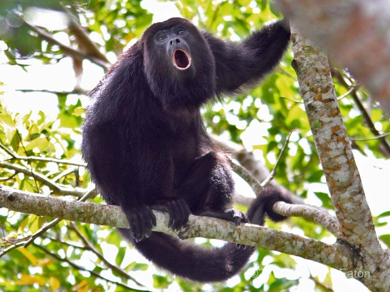 Howler Monkey